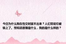 今日为什么狗在性交时拔不出来？人们常说它被锁上了。想知道原理是什么，狗的是什么样的？