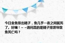 今日金鱼排出精子，鱼几乎一夜之间就死了。好痛！~ ~请问真的是精子排泄导致鱼死亡吗？