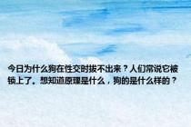 今日为什么狗在性交时拔不出来？人们常说它被锁上了。想知道原理是什么，狗的是什么样的？