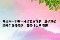 今日问一下有一种鱼它生气时，肚子就鼓起来全身都是刺，那是什么鱼 有图