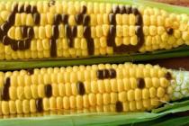 转基因玉米推高了危险农药的使用