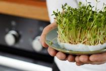 种植营养丰富的微绿色植物以改善整体健康