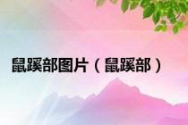 鼠蹊部图片（鼠蹊部）
