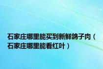 石家庄哪里能买到新鲜鸽子肉（石家庄哪里能看红叶）
