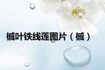 槭叶铁线莲图片（槭）