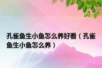 孔雀鱼生小鱼怎么养好看（孔雀鱼生小鱼怎么养）