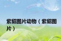 紫貂图片动物（紫貂图片）