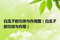 白瓜子的功效与作用图（白瓜子的功效与作用）