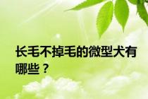长毛不掉毛的微型犬有哪些？