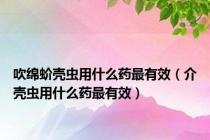 吹绵蚧壳虫用什么药最有效（介壳虫用什么药最有效）