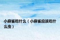 小麻雀吃什么（小麻雀应该吃什么虫）