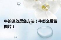 牛的速效反刍方法（牛怎么反刍图片）
