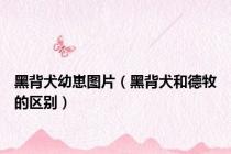 黑背犬幼崽图片（黑背犬和德牧的区别）