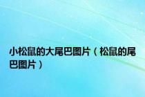小松鼠的大尾巴图片（松鼠的尾巴图片）