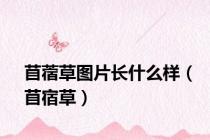 苜蓿草图片长什么样（苜宿草）
