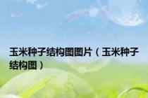 玉米种子结构图图片（玉米种子结构图）