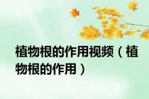 植物根的作用视频（植物根的作用）