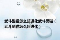武斗酷猫怎么超进化武斗灵猫（武斗酷猫怎么超进化）
