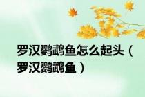 罗汉鹦鹉鱼怎么起头（罗汉鹦鹉鱼）