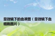 显微镜下的血液图（显微镜下血细胞图片）