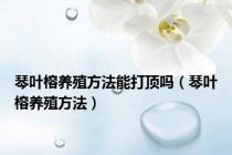 琴叶榕养殖方法能打顶吗（琴叶榕养殖方法）