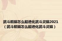 武斗酷猫怎么超进化武斗灵猫2021（武斗酷猫怎么超进化武斗灵猫）