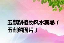 玉麒麟植物风水禁忌（玉麒麟图片）