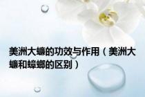 美洲大蠊的功效与作用（美洲大蠊和蟑螂的区别）