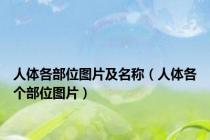 人体各部位图片及名称（人体各个部位图片）