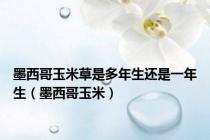 墨西哥玉米草是多年生还是一年生（墨西哥玉米）