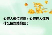 心脏人体位置图（心脏在人体的什么位置结构图）