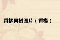 香椽果树图片（香椽）