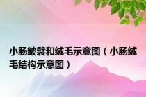 小肠皱襞和绒毛示意图（小肠绒毛结构示意图）