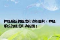 神经系统的组成和功能图片（神经系统的组成和功能图）