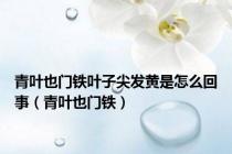 青叶也门铁叶子尖发黄是怎么回事（青叶也门铁）