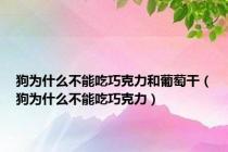 狗为什么不能吃巧克力和葡萄干（狗为什么不能吃巧克力）