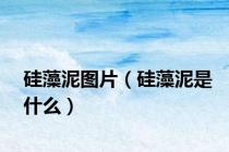 硅藻泥图片（硅藻泥是什么）