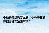 小栀子花盆栽怎么养（小栀子花的养殖方法和注意事项）