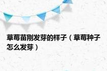 草莓苗刚发芽的样子（草莓种子怎么发芽）