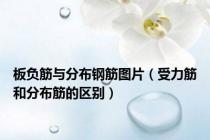 板负筋与分布钢筋图片（受力筋和分布筋的区别）