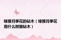 嫁接月季花的砧木（嫁接月季花用什么树做砧木）