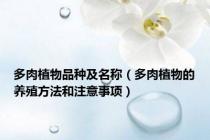 多肉植物品种及名称（多肉植物的养殖方法和注意事项）