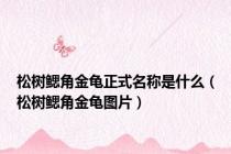 松树鳃角金龟正式名称是什么（松树鳃角金龟图片）