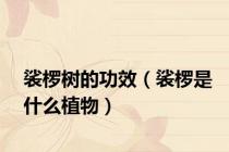 裟椤树的功效（裟椤是什么植物）