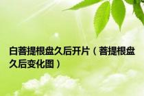 白菩提根盘久后开片（菩提根盘久后变化图）