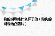 狗的蝴蝶结什么样子的（狗狗的蝴蝶结凸图片）