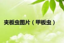 夹板虫图片（甲板虫）