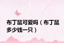 布丁鼠可爱吗（布丁鼠多少钱一只）
