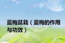 蓝梅盆栽（蓝梅的作用与功效）