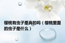 樱桃有虫子是真的吗（樱桃里面的虫子是什么）